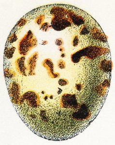 Egg of Eurasian Sparrow-Hawk, 1923 by Adolphe Philippe Millot