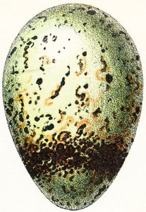 Guillemot Egg, 1923 by Adolphe Philippe Millot