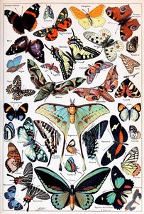 Illustration of Butterflies and Moths c.1923 by Adolphe Philippe Millot