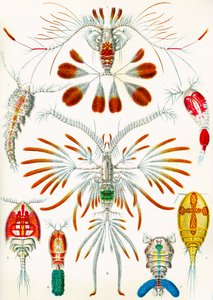 Illustration of Copepods c.1909 by Adolphe Philippe Millot