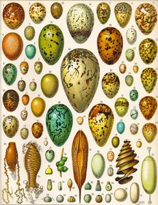 Illustration of Eggs c.1923 by Adolphe Philippe Millot