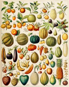 Illustration of Fruit c.1923 by Adolphe Philippe Millot
