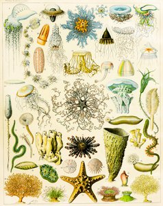 Illustration of Marine Organisms c.1923