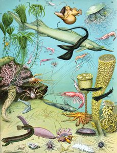 Illustration of a Deepwater Ecosystem c.1923 by Adolphe Philippe Millot