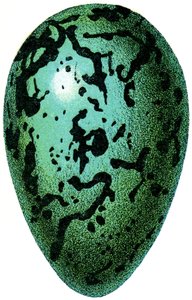 Puffin Egg, 1923