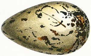 The Egg of a Great Auk, 1923 by Adolphe Philippe Millot