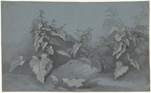 Plant Study by Adriaan Boudewyns