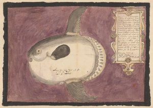 Ocean Sunfish (Mola mola) by Adriaen Coenen