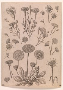Cornflowers by Adriaen Collaert