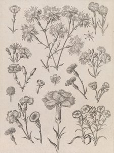 Daffodils by Adriaen Collaert