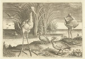 Some Waterfowl on a Shore Birds (series title) by Adriaen Collaert