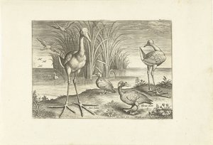 Some Waterfowl on a Shore by Adriaen Collaert