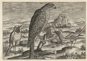 Falcon and Robin Redbreast or Redstart by Adriaen Collaert