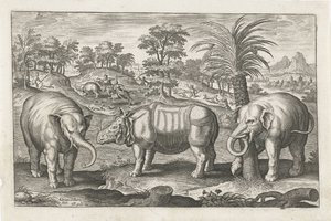 Elephants and Rhinoceros by Adriaen Collaert