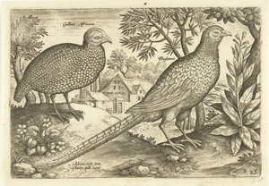 Two Chickens in a Landscape (Avivm Vivae series) by Adriaen Collaert