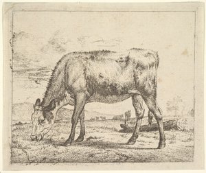 Grazing Calf, from Different Animals, 1658 by Adriaen van de Velde