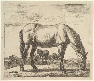 Grazing Horse, from Different Animals by Adriaen van de Velde