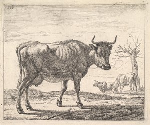Three Cows