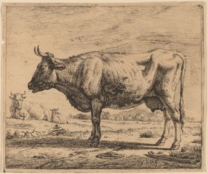 Two Cows and a Sheep