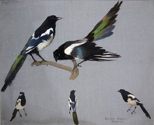 Magpies
