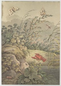 Piece of water with crab, butterflies, dragonflies and sea-buckthorn