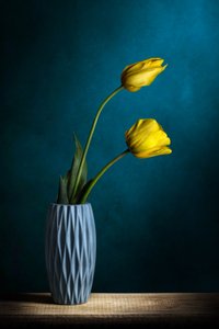 Elegant Yellow Tulips by Adriana Vitale