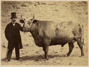 Durham Charolais Ox