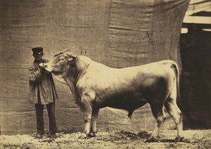 Bull from Glane, Canton of Fribourg, 1856
