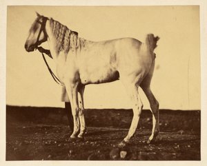 Horse by Adrien Alban Tournachon