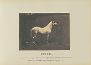 Selim