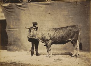 Garonnaise Cow, Aged 5 to 6 Years by Adrien Tournachon