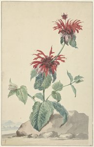 A Red Bergamot in a Landscape by Aert Schouman (circle of)