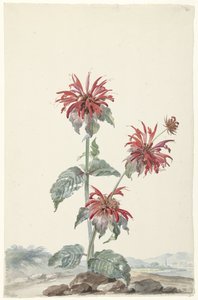 A Red Bergamot in a Landscape by Aert Schouman (signed by artist)