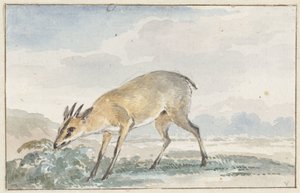 Guinea Duiker or Sylvicapra Grimmia by Aert Schouman