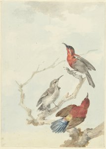Three Crimson Sunbirds by Aert Schouman