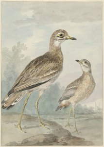 Two Stone-Curlews