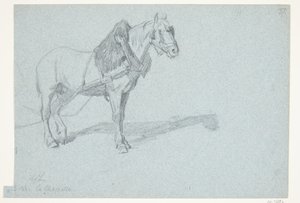 A Horse