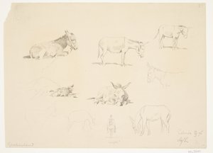 Study Sheet with Animals