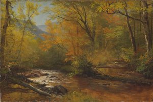 Brook in Woods