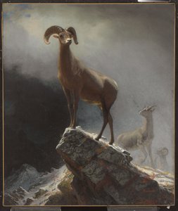 Rocky Mountain Sheep or Big Horn, Ovis, Montana