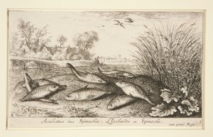 Aculeatus sive Spinachia