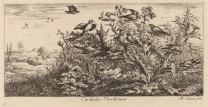 Carduelis, The Goldfinch by Albert Flamen