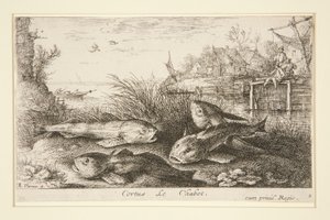 Cortus, The Chabot
