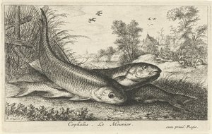 Three Chubs on a Riverbank (Fish and Other Sea Creatures - Freshwater First Series / Various Species of Freshwater Fish series)