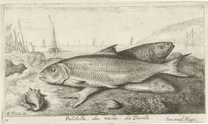 Three Fish on the Beach