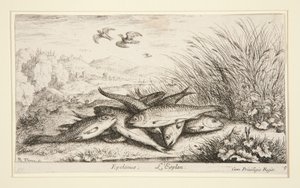 Epelanus, L