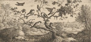 The Bullfinch: Book of Birds, 1655-1660