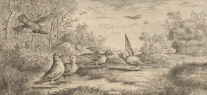 The Jay: Book of Birds by Albert Flamen