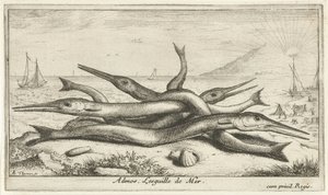 Pike on the Beach (Admos. The Sea Needle) (Fish and Other Sea Creatures - Saltwater Third Series) (Sea Fish)