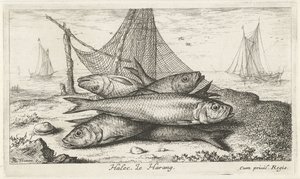 Herrings by a Fishing Net (Halec, Le Harang)
